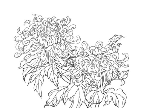 重阳节菊花手绘插画线稿