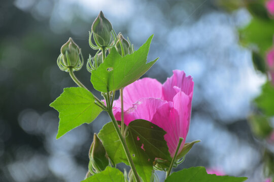 木芙蓉