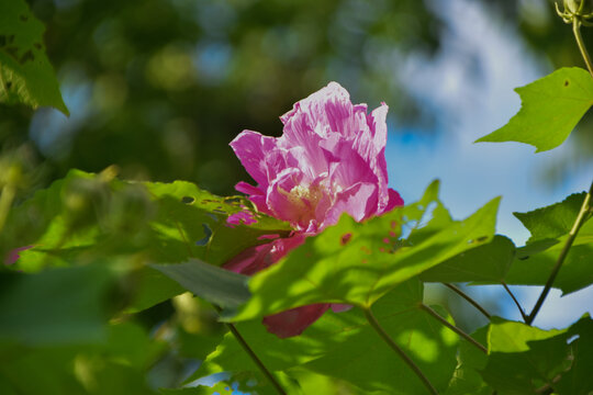 木芙蓉