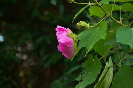 木芙蓉