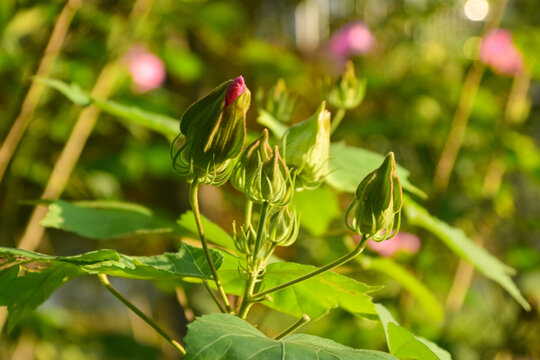 木芙蓉