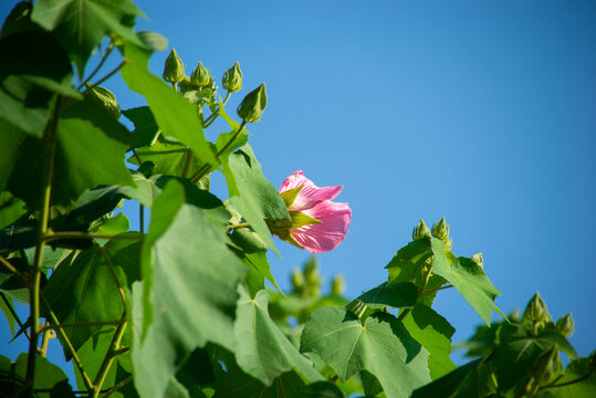 木芙蓉