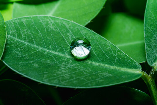 绿叶上的雨滴