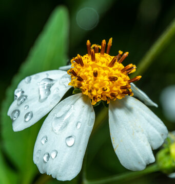 鬼针草花上的雨滴