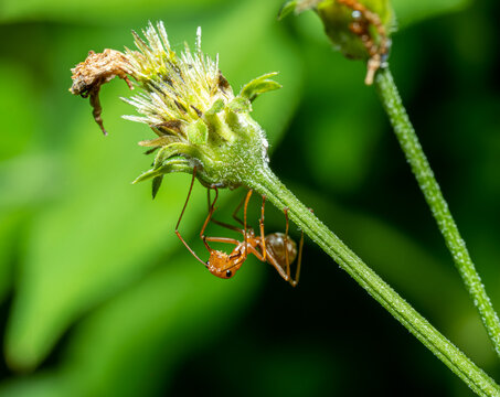 蚂蚁和蚜虫之间的共生