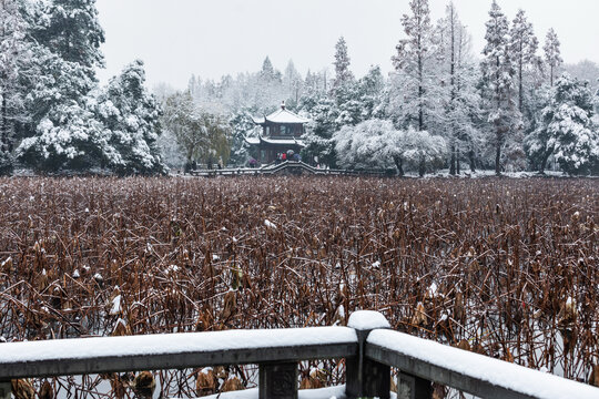 杭州曲院风荷雪韵