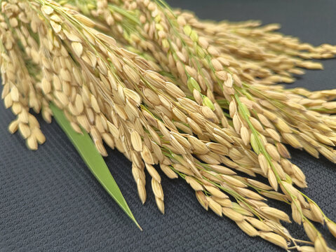 丰收稻米稻谷