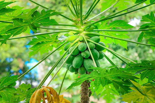 木瓜树上的木瓜