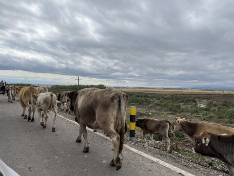 马路上的牛群