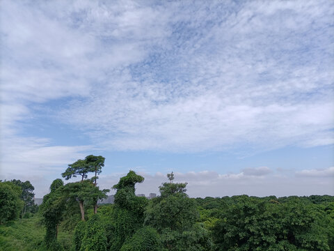 天空森林