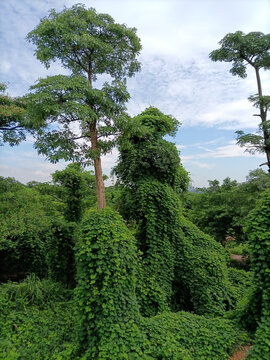 热带森林