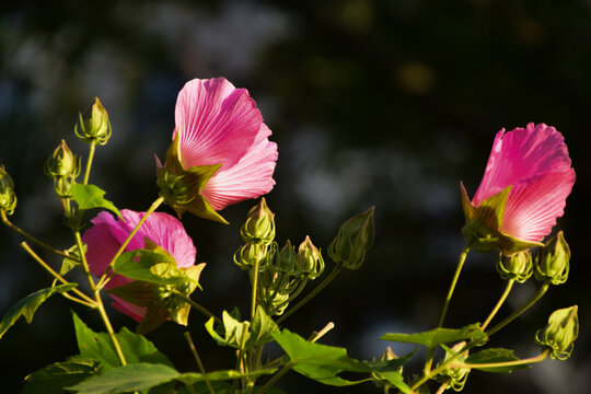 木芙蓉