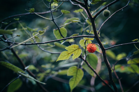 北京国家植物园