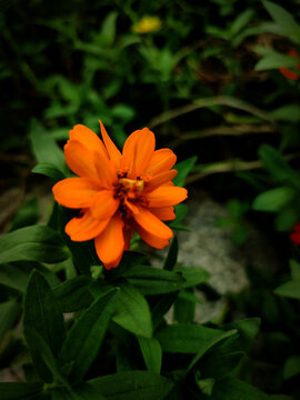 百日菊花卉特写