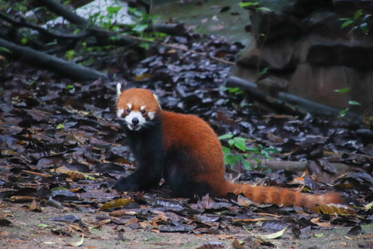 小熊猫