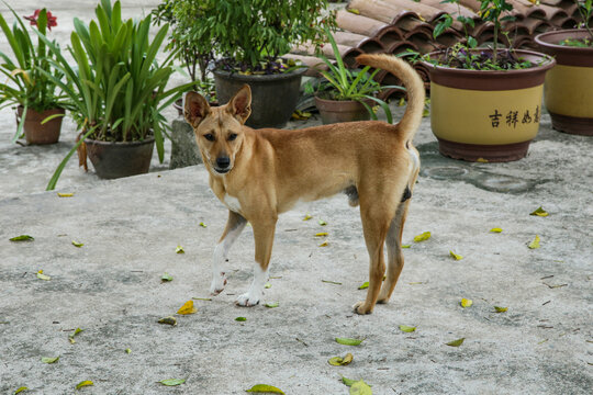 中华田园犬