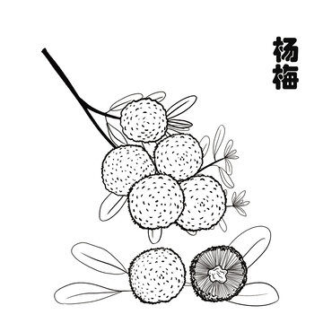 杨梅线描画