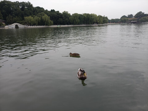 鸭子水景观