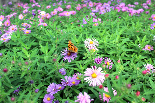 荷兰菊蝴蝶