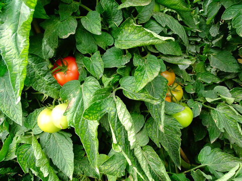 成熟的季节西红柿
