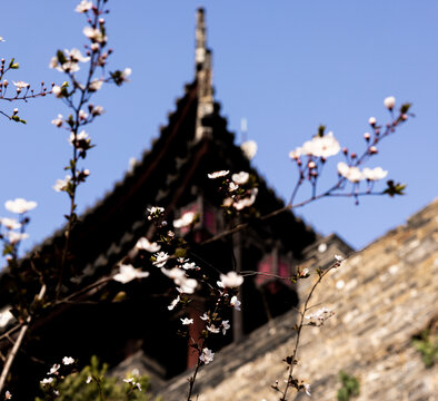 古城樱花