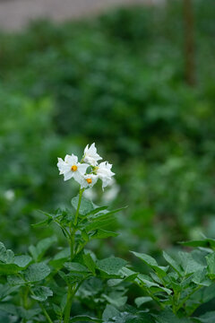 洋芋花