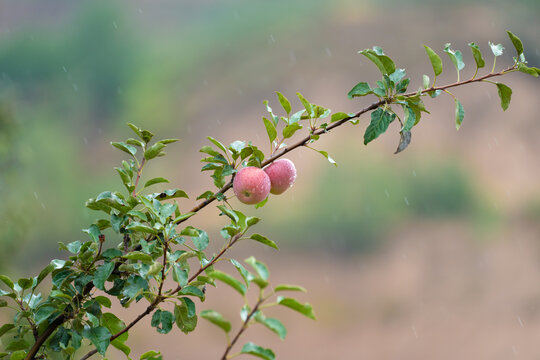 雨天树枝上的苹果
