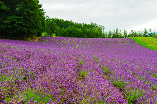 北海道薰衣草花海