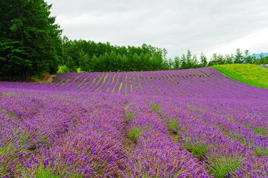 北海道薰衣草花海