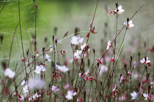 花草