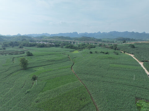 香蕉甘蔗种植园