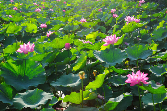 大明湖荷花