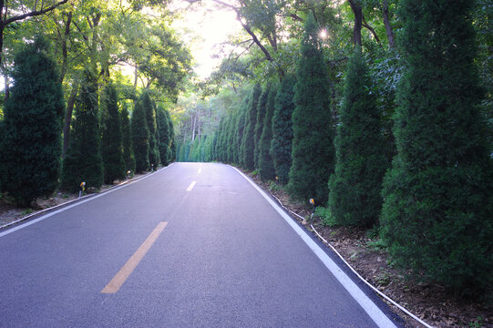 陵园道路