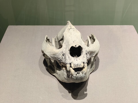 大熊猫头骨化石