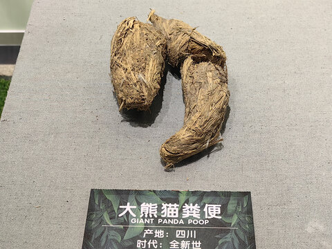 大熊猫粪便标本