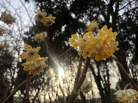 花卉背景