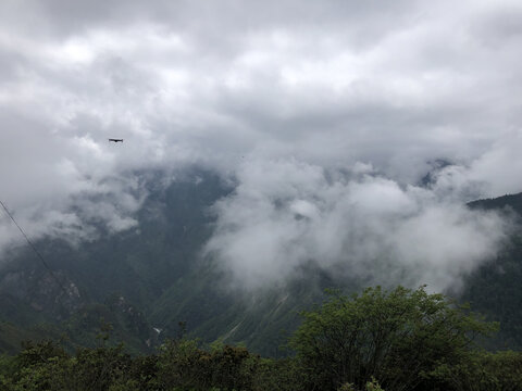 高山云雾