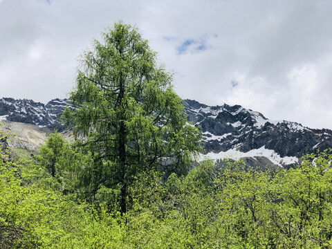 四姑娘山