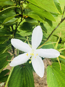 热带植物