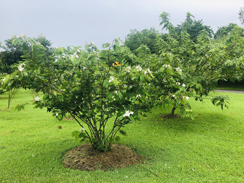 热带植物