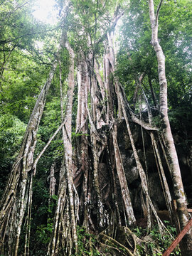 热带植物