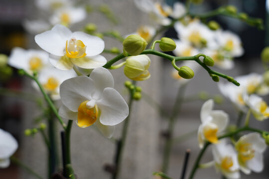 白色兰花蝴蝶兰