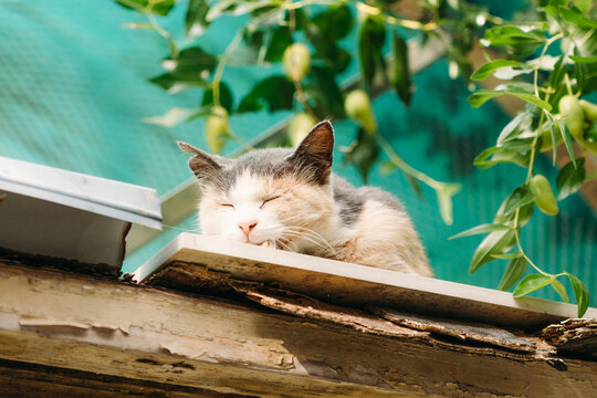 夏日野猫