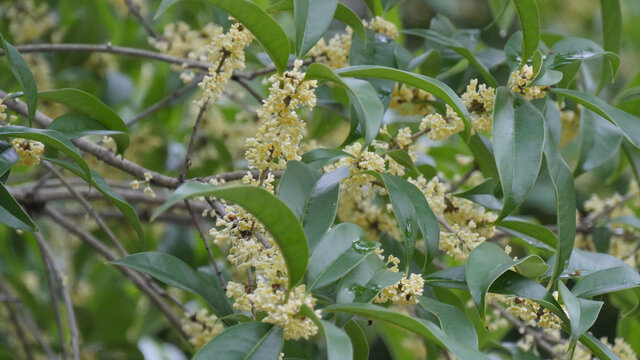 桂花