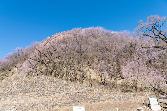 山上的樱花