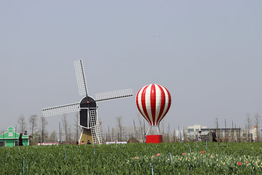 荷兰花海风车