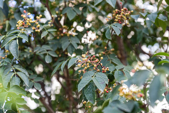 花椒树种植青花椒果实素材