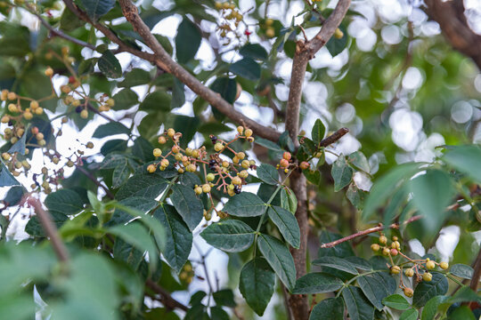 花椒树种植青花椒果实素材