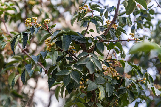 花椒树种植青花椒果实