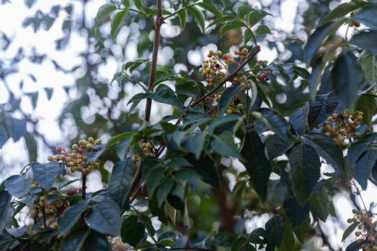 花椒树种植青花椒果实素材